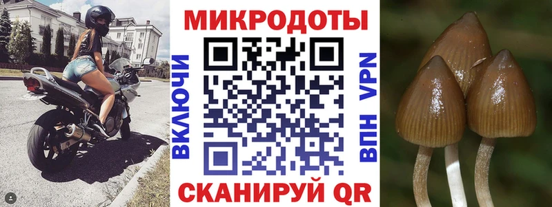 Псилоцибиновые грибы Psilocybine cubensis Саяногорск